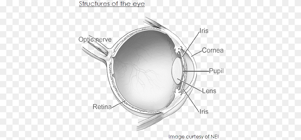 Structures Of The Eye Structure Of Your Eye, Cutlery, Accessories, Goggles, Pendant Png
