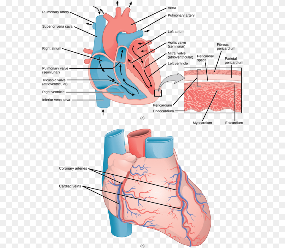 Structures Of The Heart Biology Libretexts Capillary In The Heart, Body Part, Hand, Person, Cup Free Png Download