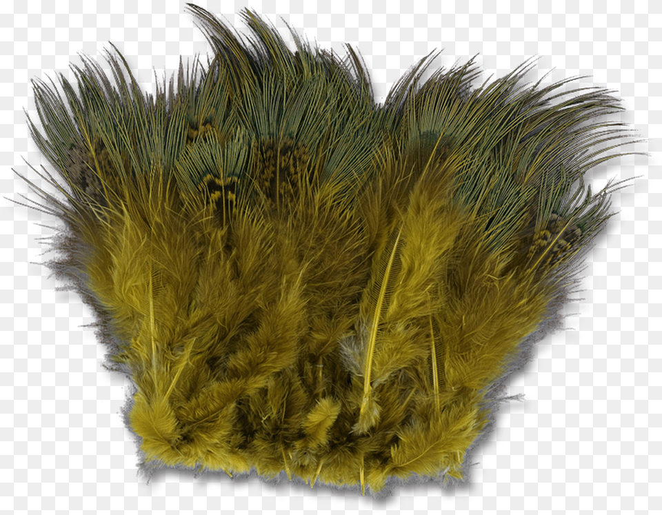 Strung Ringneck Pheasant Rump Grass, Plant, Moss, Vegetation, Accessories Free Transparent Png