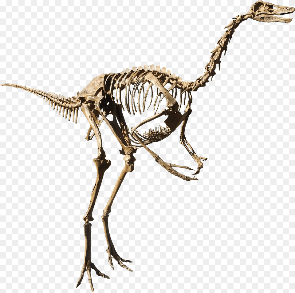 Struthiomimus Isolated, Animal, Dinosaur, Reptile Png