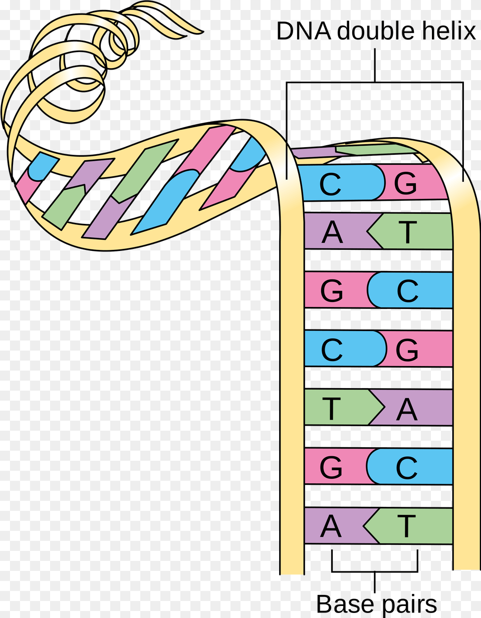 Struttura A Doppia Elica Dna, Number, Symbol, Text, Dynamite Free Transparent Png