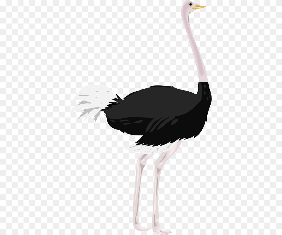Struzzo, Animal, Bird, Ostrich, Person Free Transparent Png