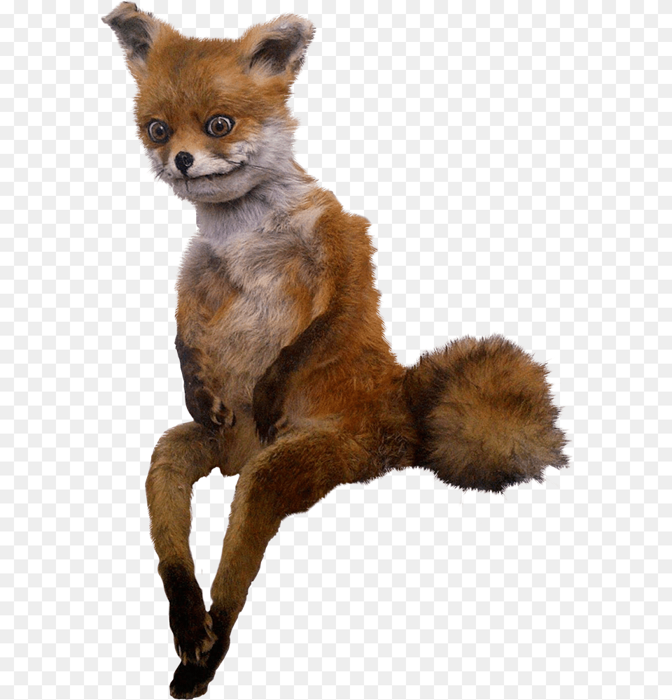 Stubborn Fox In Format With A Real Life Tails Meme, Animal, Canine, Dog, Mammal Png