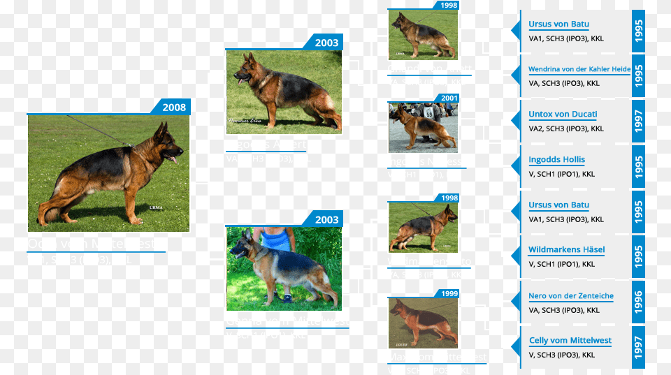 Stud Dog Va1 Odin Vom Mittelwest Old German Shepherd Dog, Animal, Canine, German Shepherd, Mammal Png Image