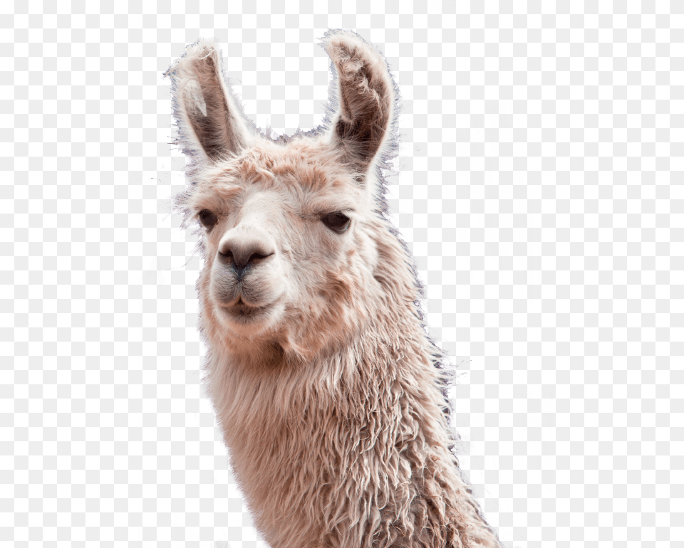 Studio For Web Development And Internet Marketing Transparent Llama, Animal, Mammal, Kangaroo Free Png
