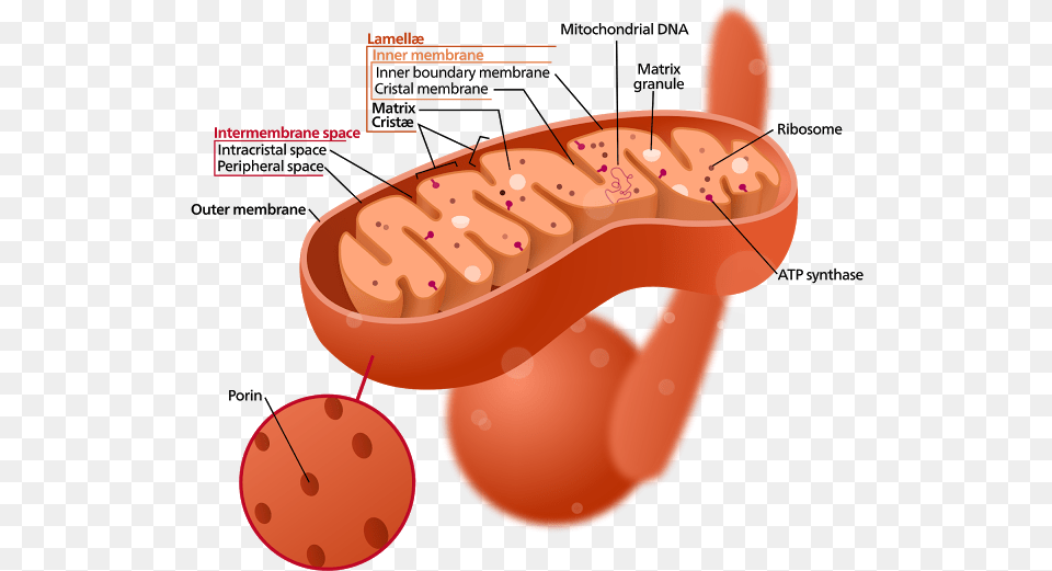 Studying The Inner Structure Of Mitocondria, Dynamite, Food, Hot Dog, Weapon Png Image