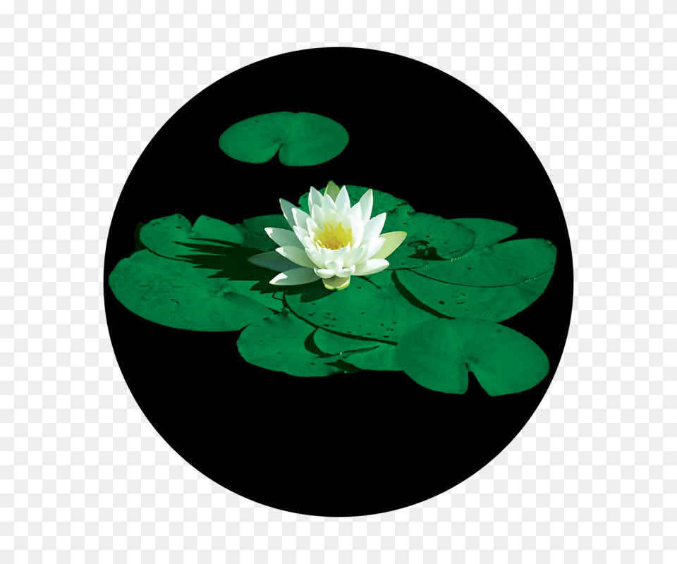 Stunning Lily Pad, Flower, Plant, Pond Lily Free Png