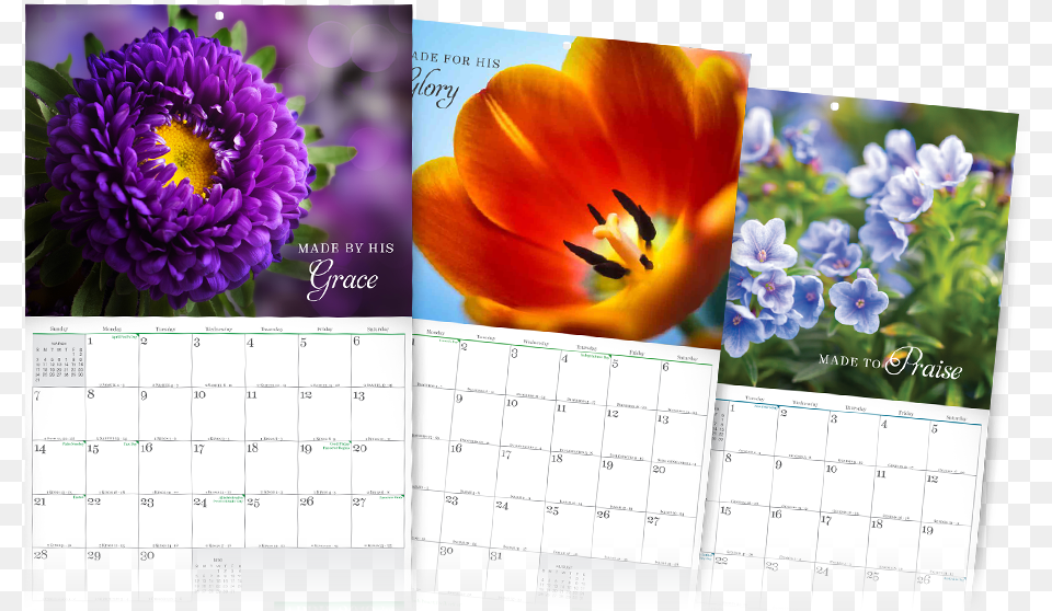 Stunningly Beautiful Month Calendar Holidays Tulip, Text, Flower, Plant Png