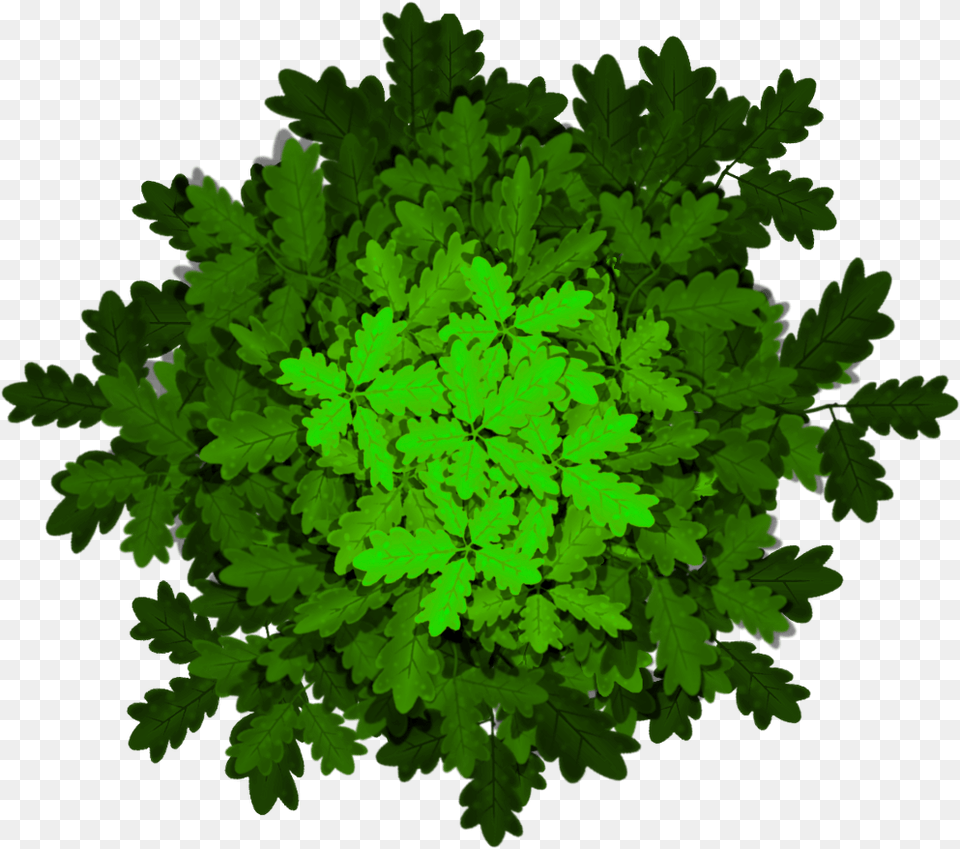 Stylized Textures Of Shrubs And Tree Tops Illustration, Vegetation, Plant, Green, Moss Free Transparent Png