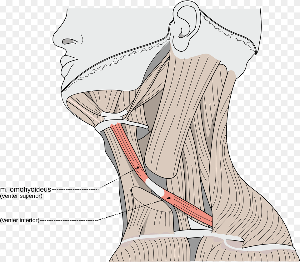 Stylohyoid Muscle, Body Part, Face, Head, Neck Free Transparent Png