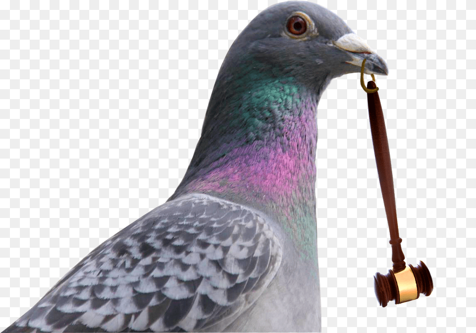 Subasta De Palomas Rock Dove, Animal, Bird, Smoke Pipe, Pigeon Png Image