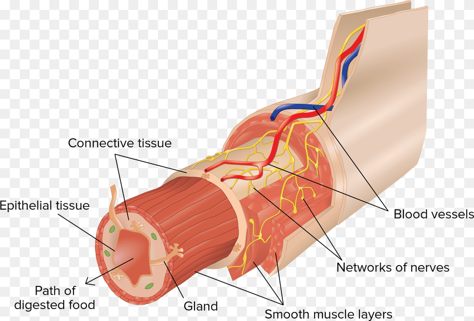 Subintimal Layer Blood Vessels, Dynamite, Weapon Free Png Download