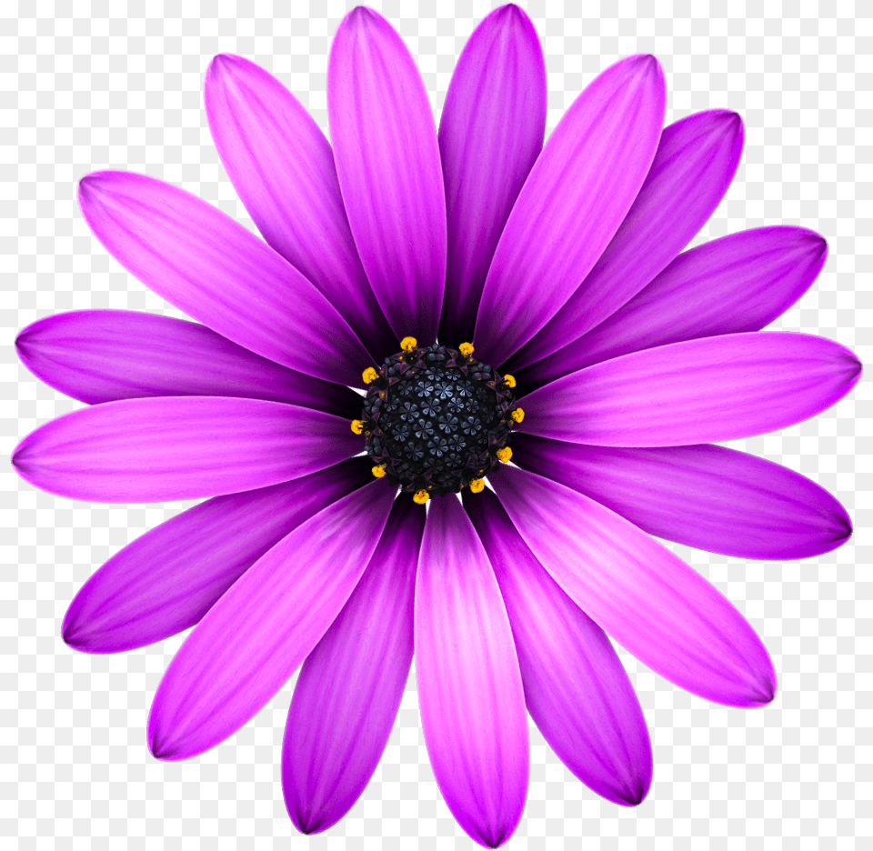 Sublime Text 3 Clipart Purple Daisy Flower, Dahlia, Petal, Plant, Anemone Free Png Download