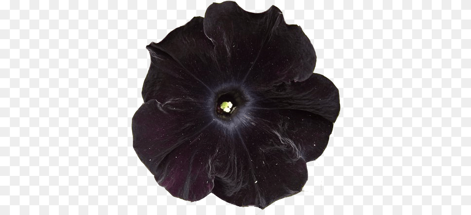Submission Black Flower 5 Petunia Dark Flowers, Anther, Petal, Plant, Geranium Free Transparent Png