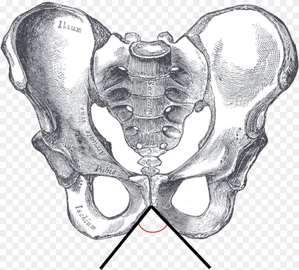 Subpubic Angle Male Pelvis Sub Pubic Angle, Ct Scan Free Transparent Png