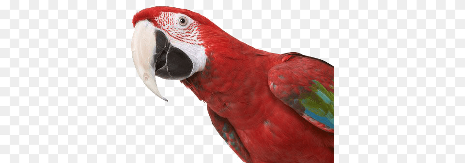 Subscribe Green Winged Macaw, Animal, Beak, Bird Png