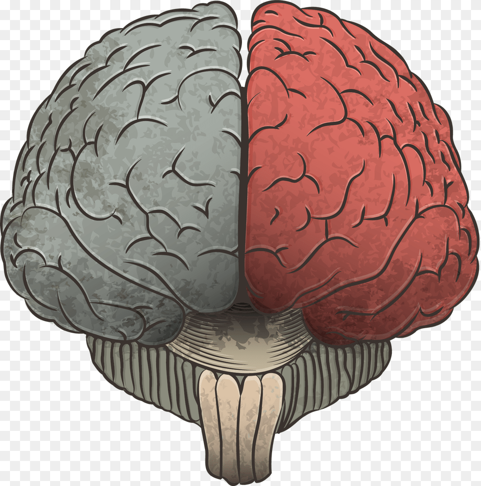 Subscribe To Our Brain Amp Learning Newsletter Cerebro Sin Fondo Free Transparent Png