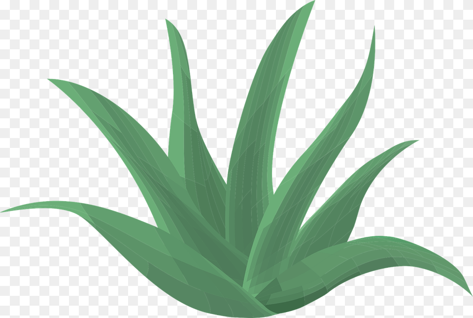 Suc D Aloe Vera, Plant, Leaf, Animal, Fish Png