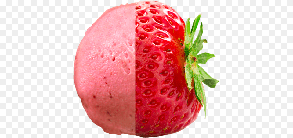 Succelent Strawberry Gelato Strawberry, Berry, Food, Fruit, Plant Png