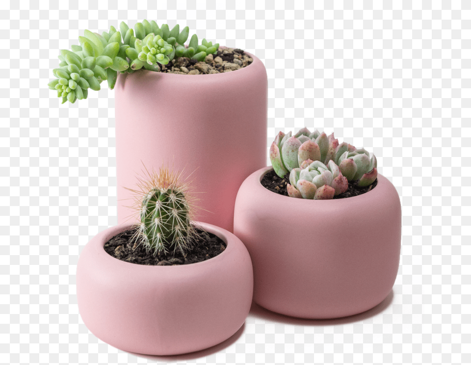 Succulent, Jar, Plant, Planter, Potted Plant Free Png Download