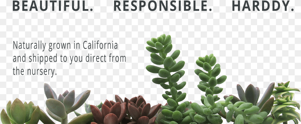 Succulent, Potted Plant, Plant, Pottery, Leaf Free Png