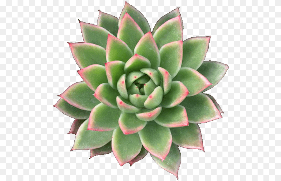 Succulent, Plant Free Png