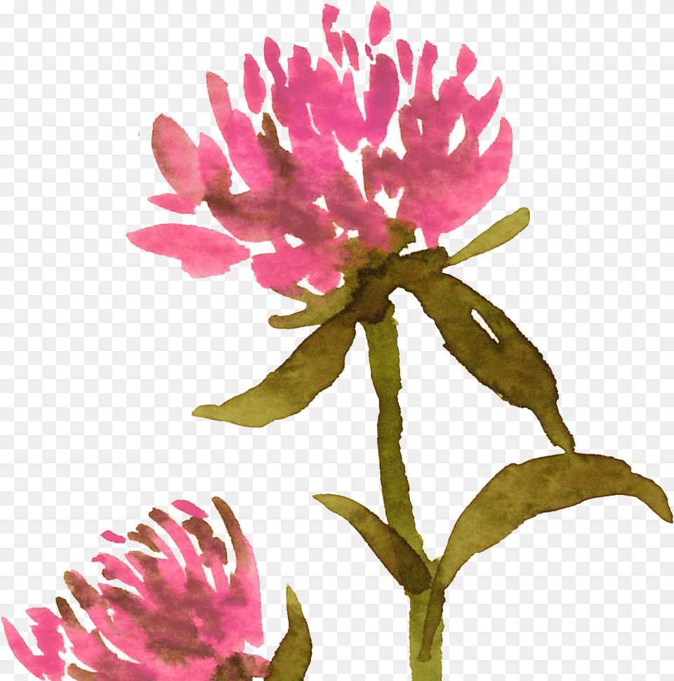 Succulent, Flower, Leaf, Petal, Plant Png Image