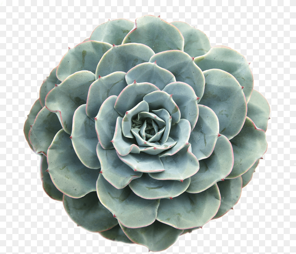 Succulent Cactus Plant Plantsarefriends Tumblr Arthoe Succulent Colors, Flower, Rose, Food, Produce Free Png Download