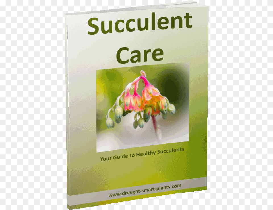 Succulent Care E Book Present Continuous, Advertisement, Poster, Plant, Sprout Free Png