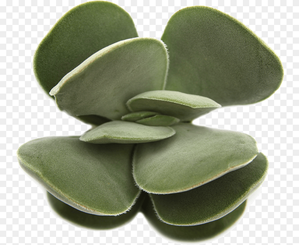 Succulent Crassula Dubia Succulent, Plant, Leaf, Herbal, Herbs Free Png