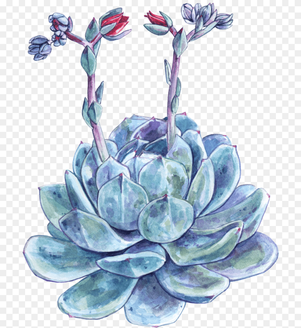Succulent Download, Plant, Pottery, Potted Plant, Herbal Free Png