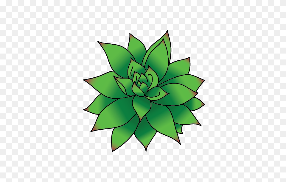 Succulent Draw On Behance, Plant, Leaf, Green, Flower Png