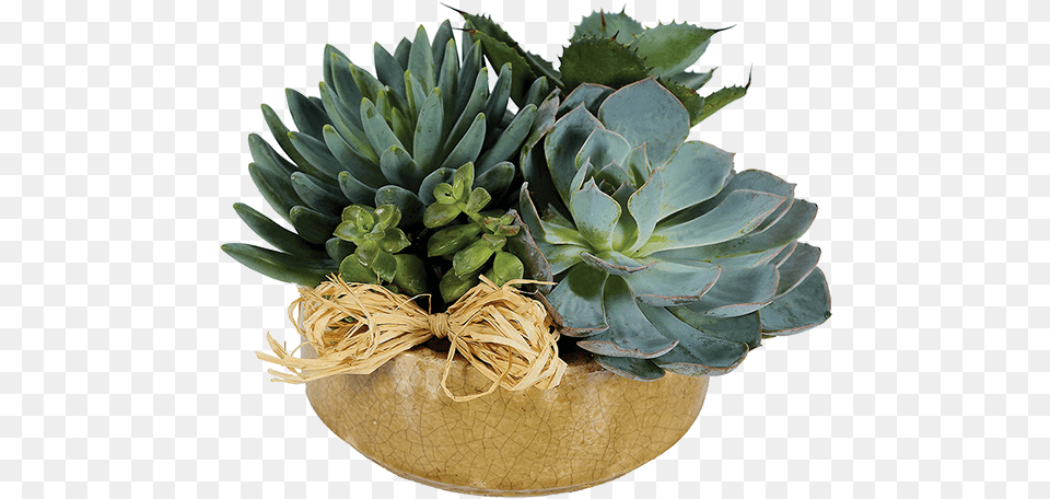 Succulent Flower Arrangements, Plant, Potted Plant Png Image