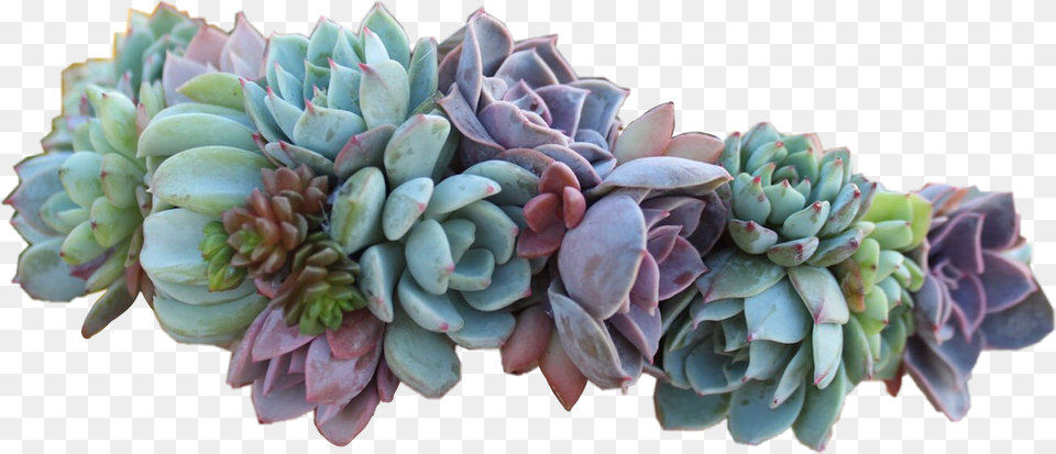 Succulent Flowercrown Flowers Succulent Flower Crown, Bud, Plant, Potted Plant, Sprout Free Transparent Png