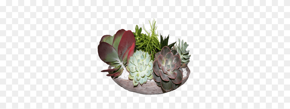 Succulent Garden Agave, Vase, Pottery, Potted Plant, Planter Free Png