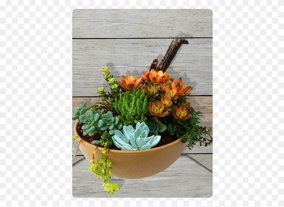 Succulent Garden Succulent, Flower, Flower Arrangement, Plant, Potted Plant Png
