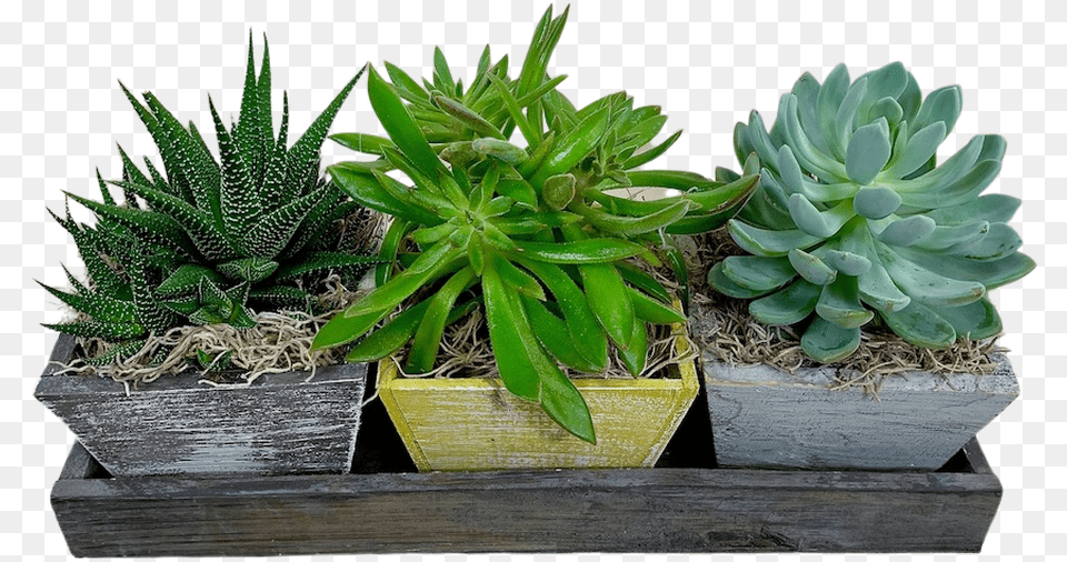 Succulent Garden Trio Flowerpot, Plant, Potted Plant, Aloe, Jar Free Png