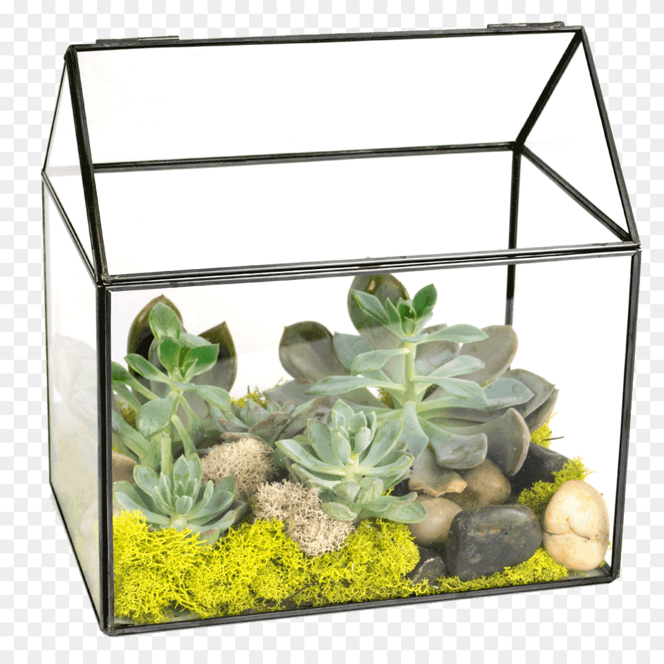 Succulent Green House Terrarium Designed, Animal, Sea Life, Outdoors, Nature Free Png Download