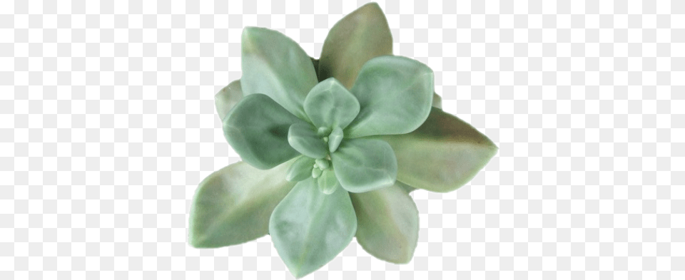 Succulent Green Overlay Greenoverlay Succulent Leaves, Potted Plant, Plant, Leaf, Vase Free Png Download