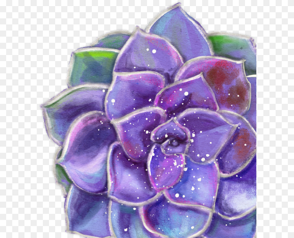 Succulent Hyacinth, Dahlia, Flower, Plant, Accessories Free Png
