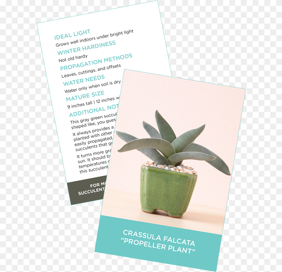 Succulent Identification Cards Sample Crassula Falcata Nursery Succulent Care Card, Advertisement, Plant, Poster, Potted Plant Png Image