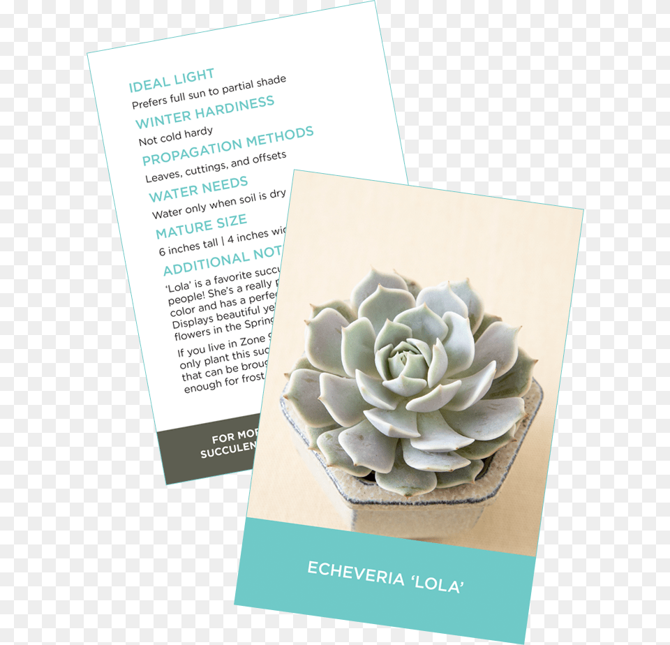 Succulent Identification Cards Sample Crassula Ovata Jade Plant, Advertisement, Poster, Flower, Rose Free Png