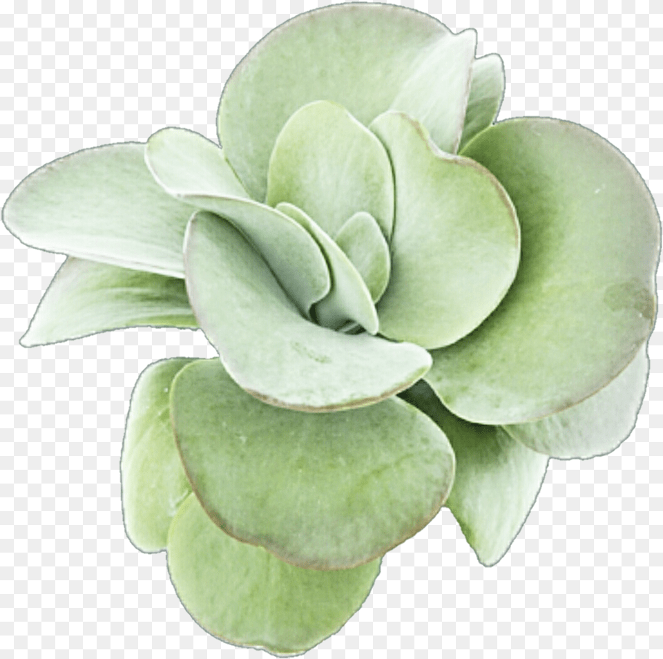 Succulent Image Transparent Library Succulent, Herbal, Herbs, Plant, Flower Free Png Download