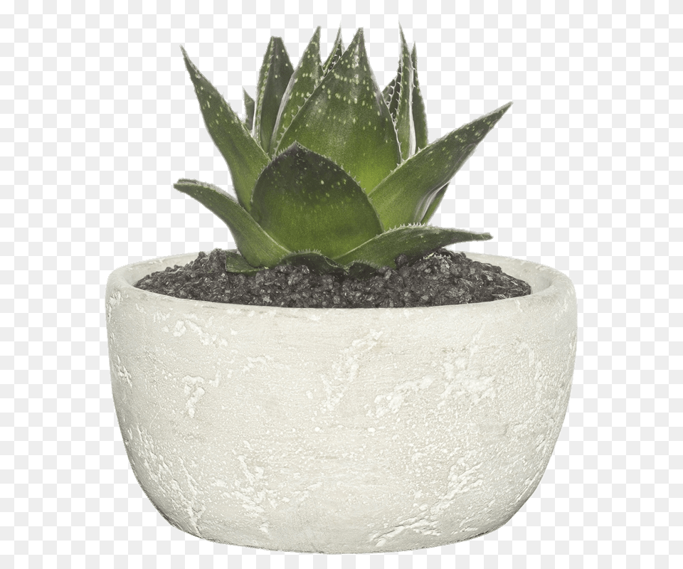 Succulent In Cement Bowl, Jar, Plant, Planter, Potted Plant Free Png