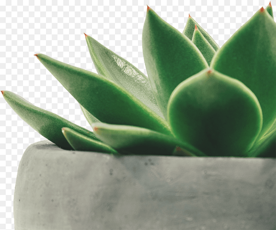 Succulent Minimalist Plant Wallpaper Iphone, Jar, Leaf, Planter, Potted Plant Free Png Download