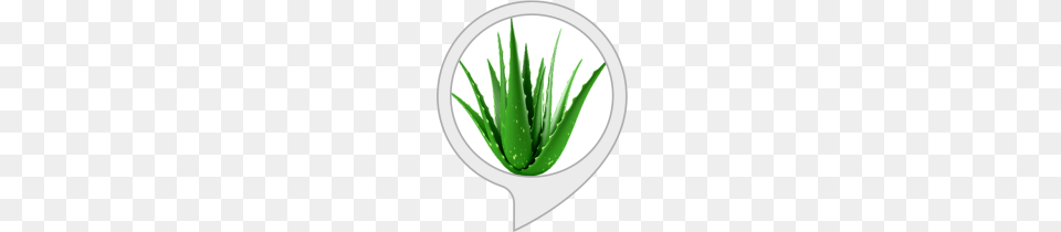 Succulent Monitor Alexa Skills, Aloe, Plant Free Png