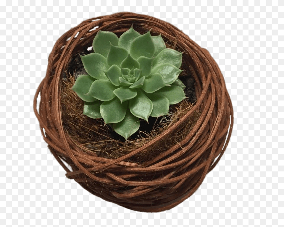 Succulent Nest, Jar, Plant, Planter, Potted Plant Png Image