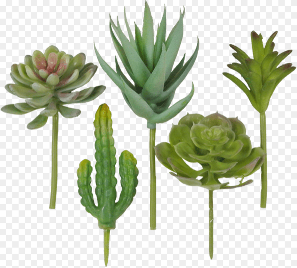 Succulent Pick Assortment Bag Of Houseplant, Plant Png Image