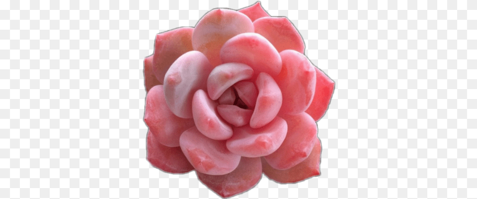 Succulent Pink Pinksucculent Pink Succulents, Flower, Petal, Plant, Rose Free Transparent Png