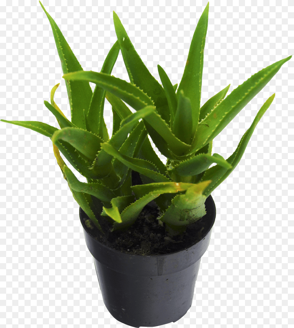 Succulent Plant, Aloe Free Png Download